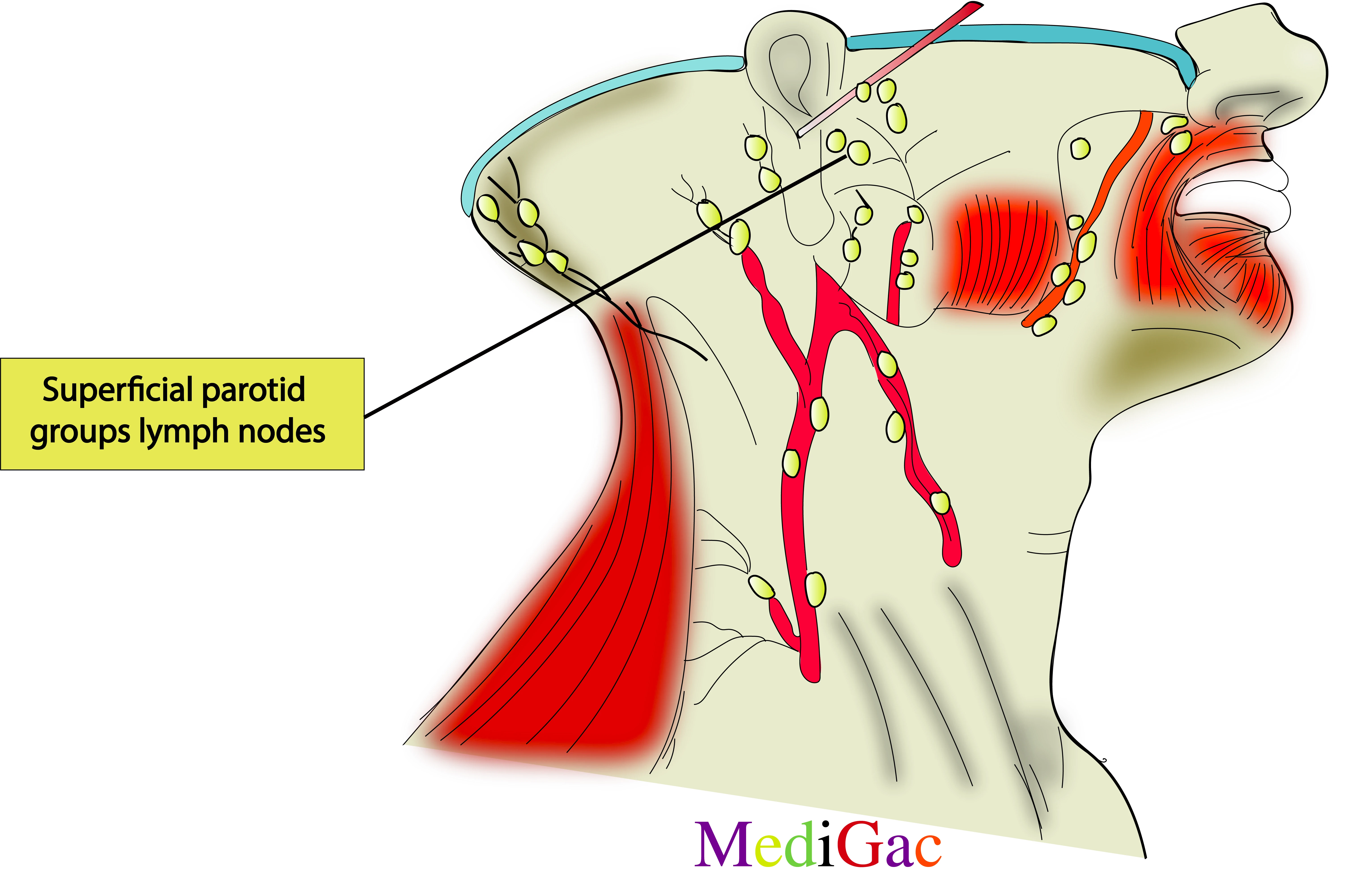 Superficial parotid lymph nodes